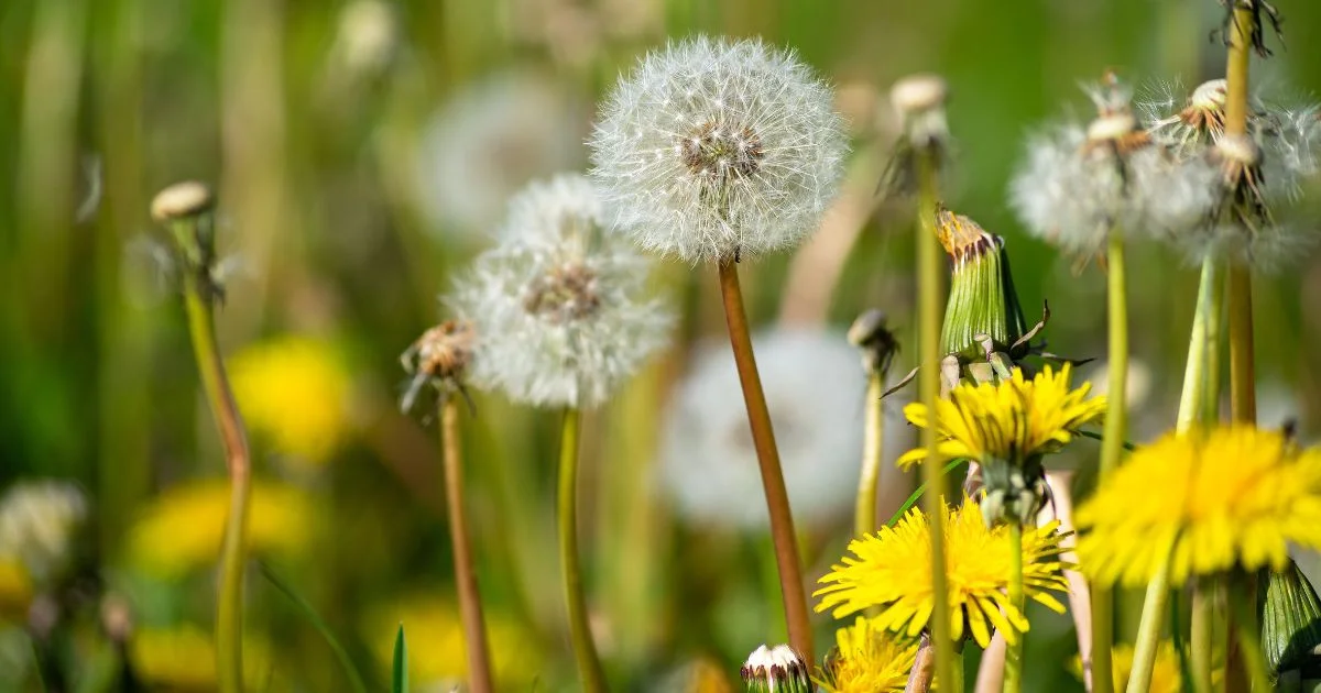 Close-up of dandelions and seed heads in a field